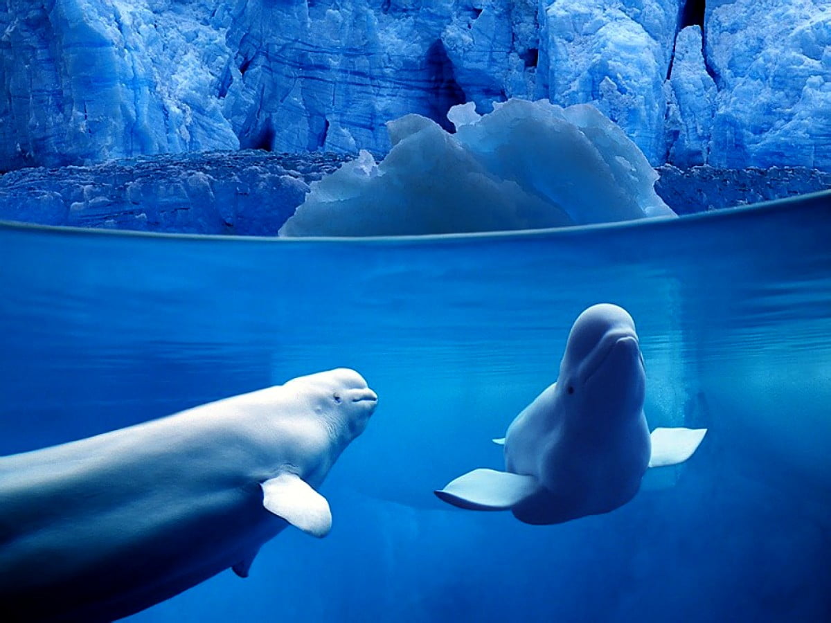 Wallpaper — polar bear swimming in blue water