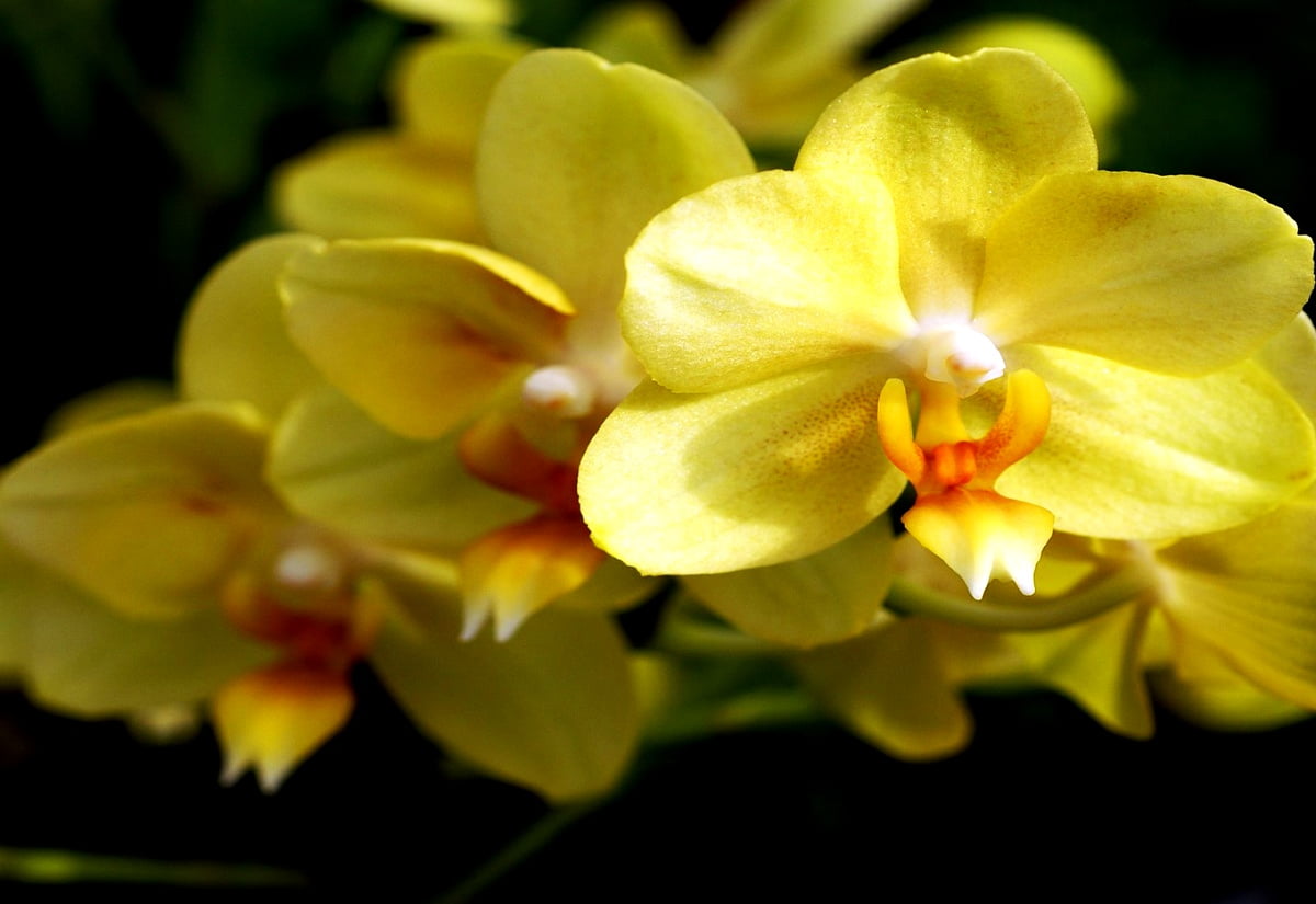 Wallpaper - orchid, flowers, petal, flora, yellow
