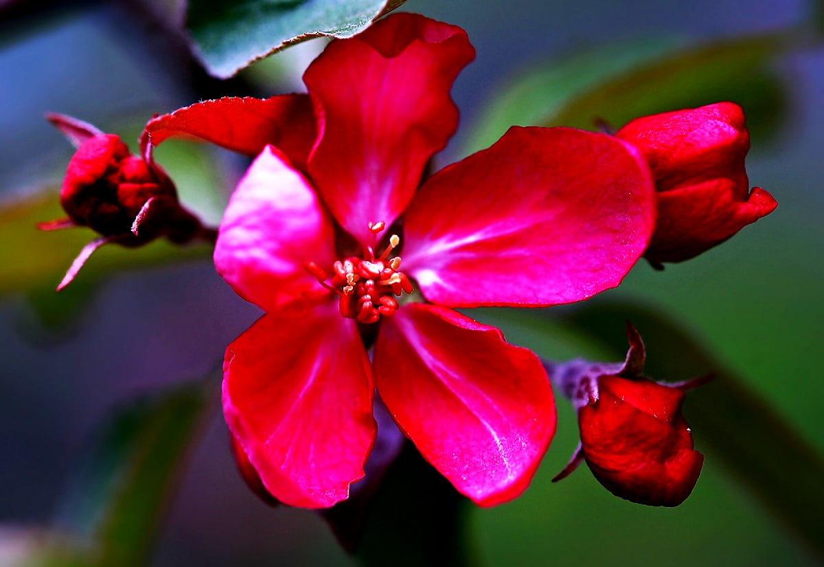 Wallpaper — spring, petal, flowers, red, flora