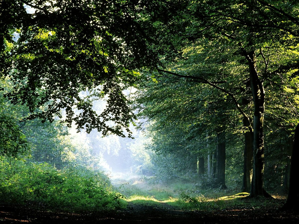 Bakgrunn Natur, Grønne, Felt | Beste Gratis bakgrunner
