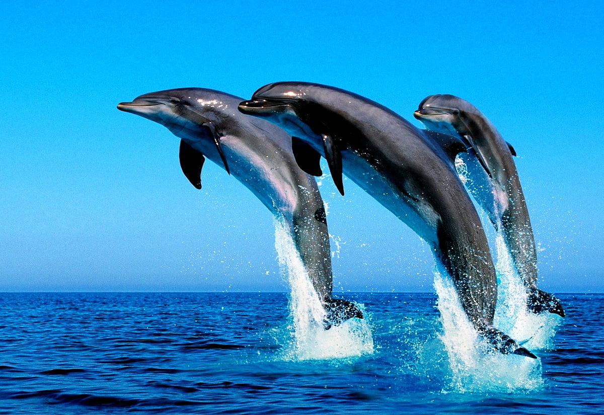Wallpaper - dolphin jumping out of water