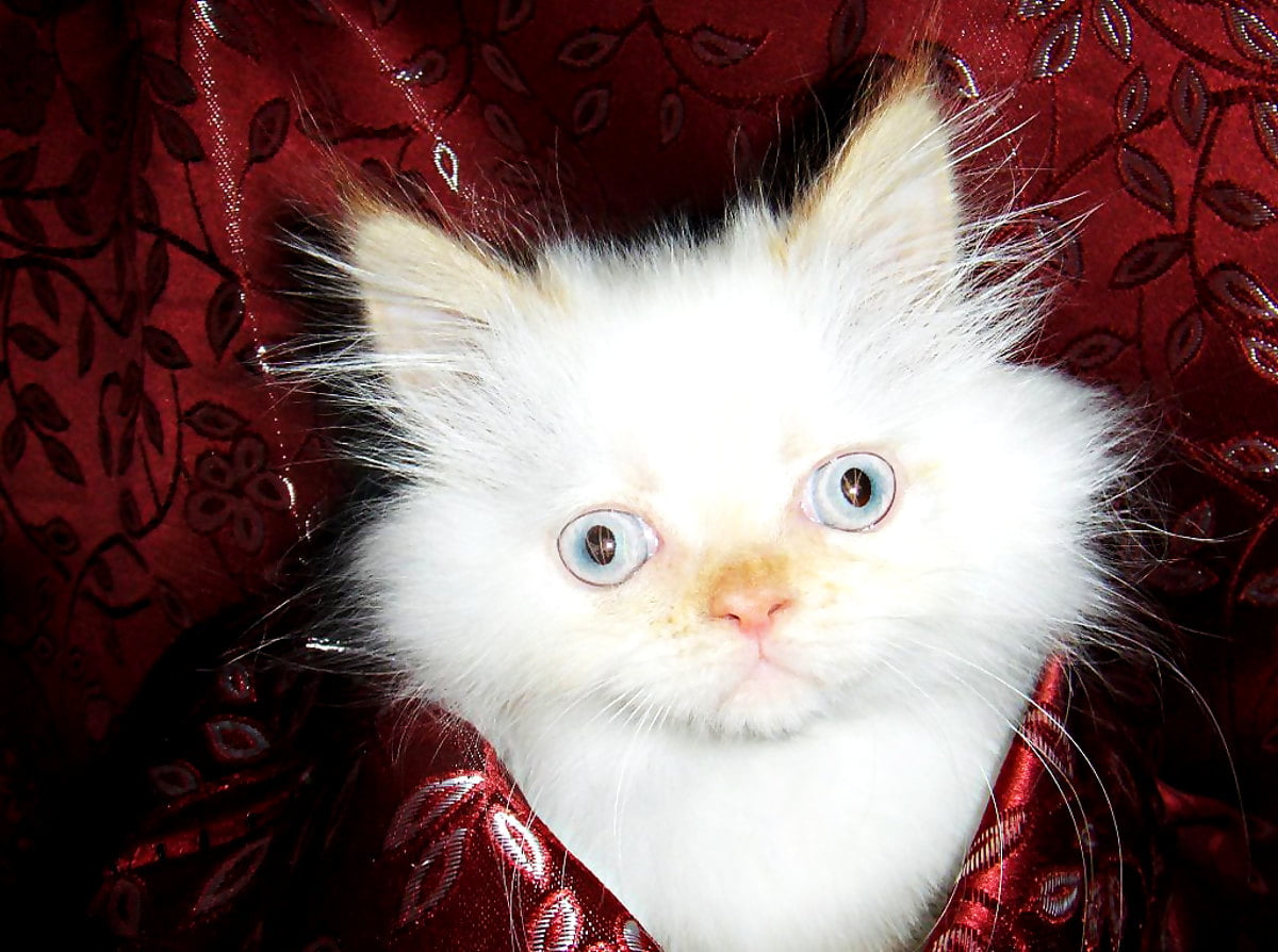 bakgrunnsbilde-katter-kattunger-dyr-topp-gratis-bakgrunnsbilder