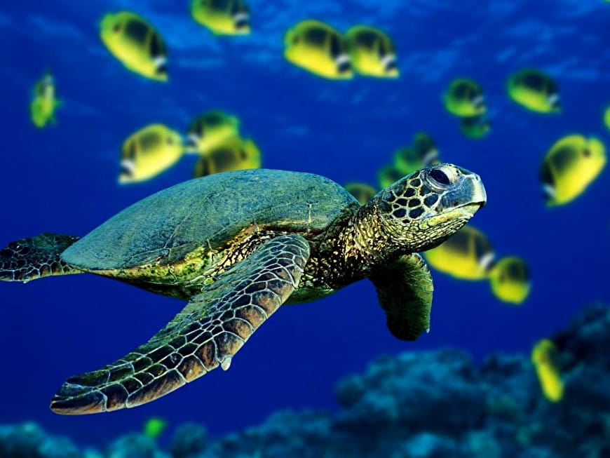 Minimalist Ocean Life, Sea Turtle, Hawksbill Sea Turtle picture ...