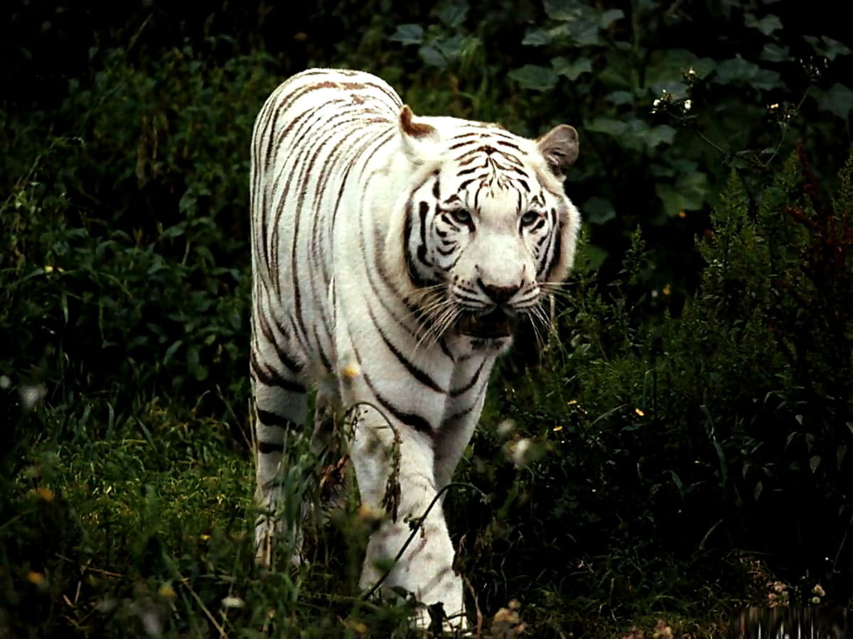 Photo pour fond d'écran - tigre debout dans l'herbe (1024x768)