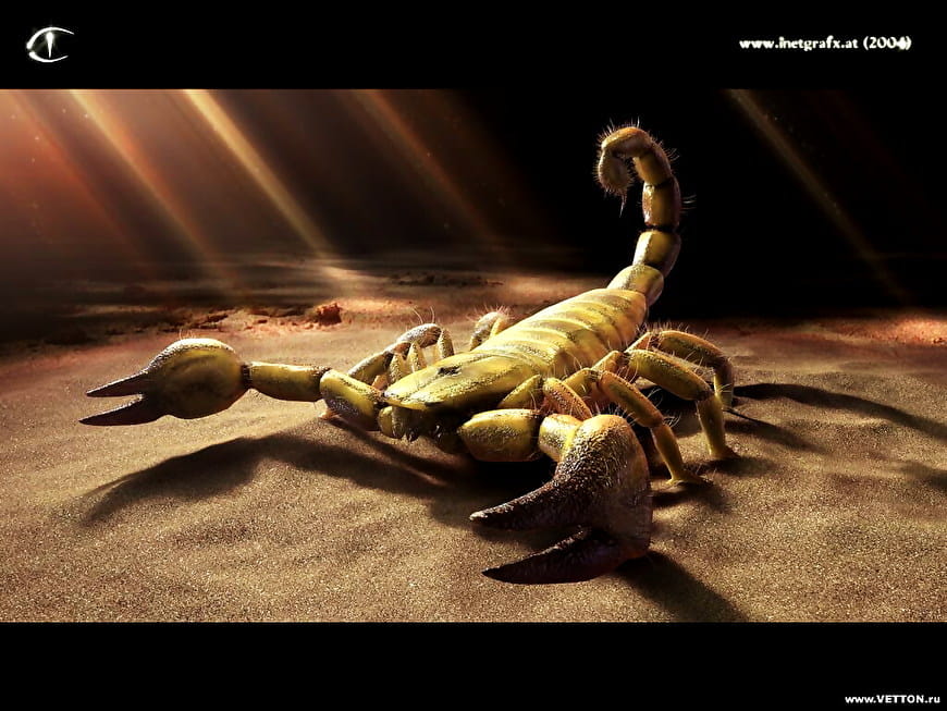 Scorpion Wallpaper on Pinterest