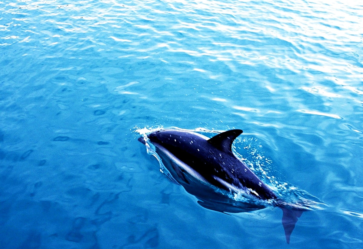 Animal swimming in water - wallpaper