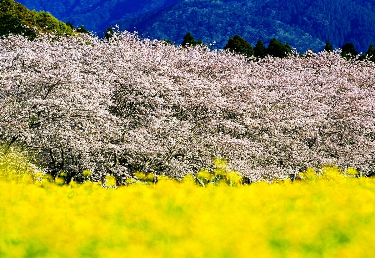 Wallpapers - yellow flower in field (Japan) 1600x1100