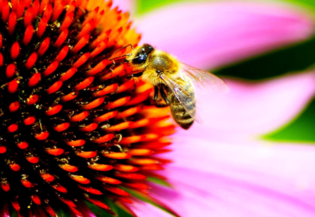 Background image : honeybee, flowers, insects, bee, macro