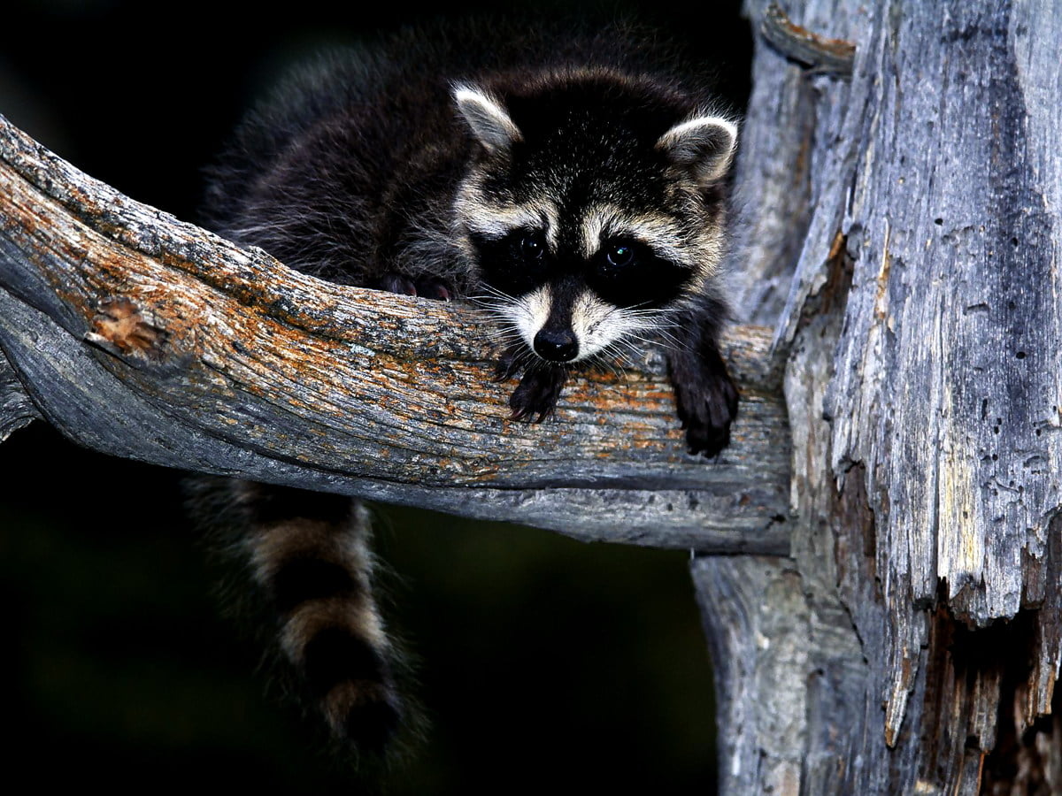 Raccoon on wooden branch