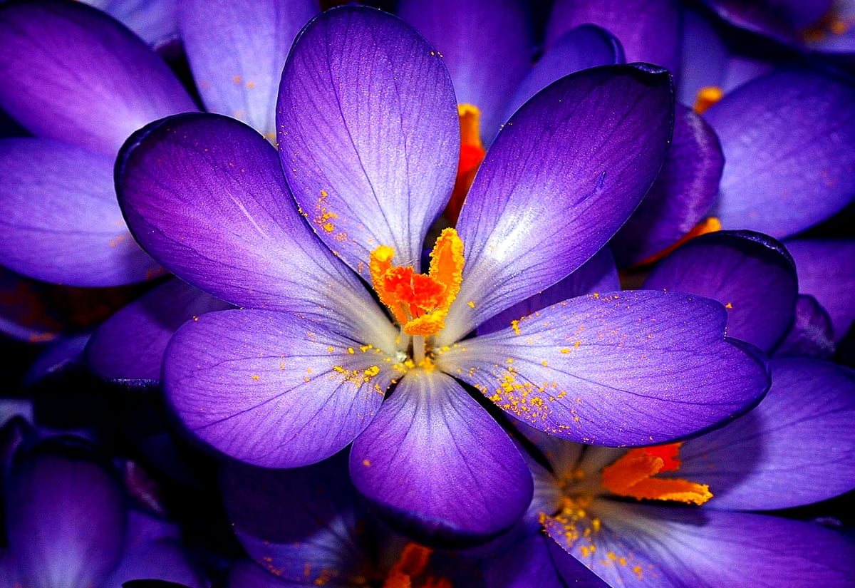Fleurs, pétale, mosaïque de fleurs, violet, lilas - HD image d'arrière-plan (1600x1100)