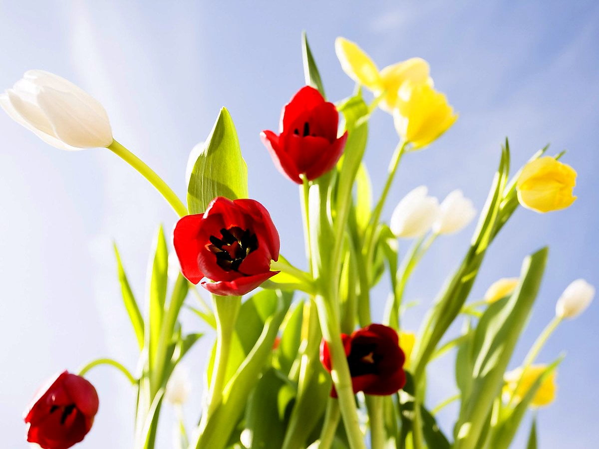Vase de fleurs sur plante - HD image d'arrière-plan (1600x1200)