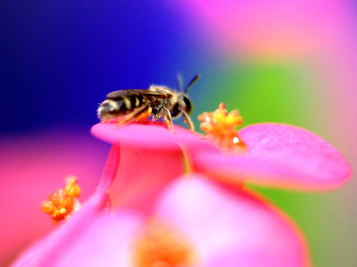 Insects, honeybee, bee, macro, pink / wallpaper (1600x1200)