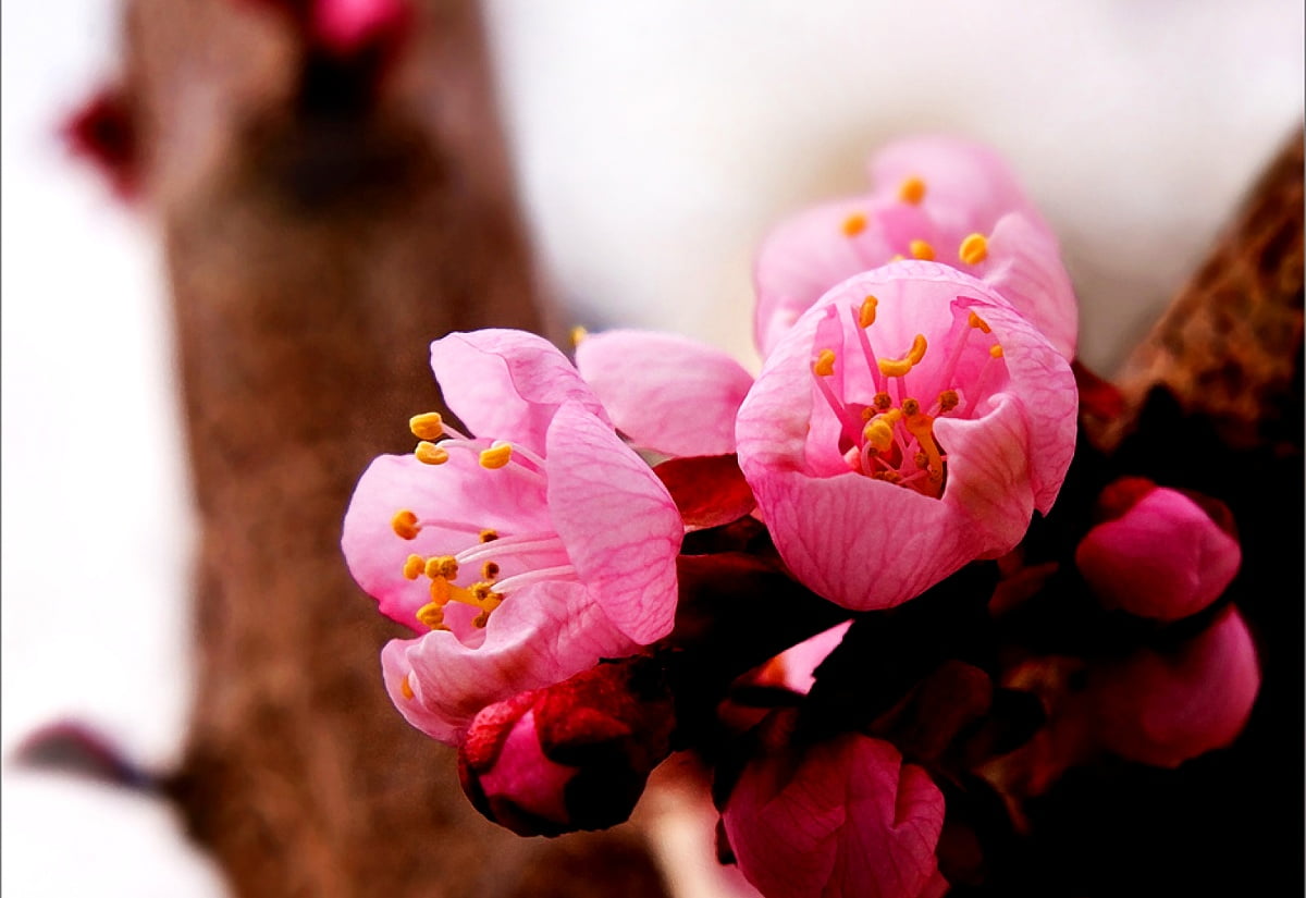 Spring, flowers, pink, petal, blossom / HD screen wallpaper