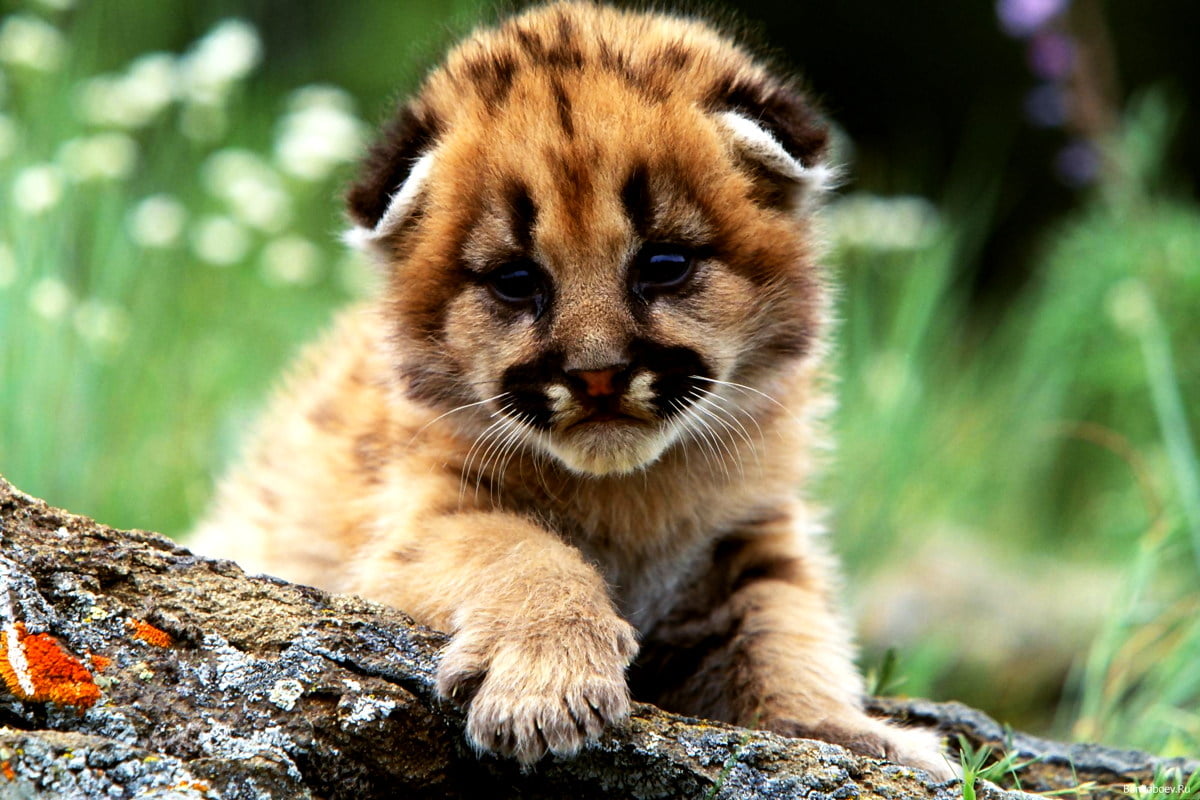 Sitemapcdatahttpsmodeinf Inetcomfond D Ecran Animaux Mignon Gratuit