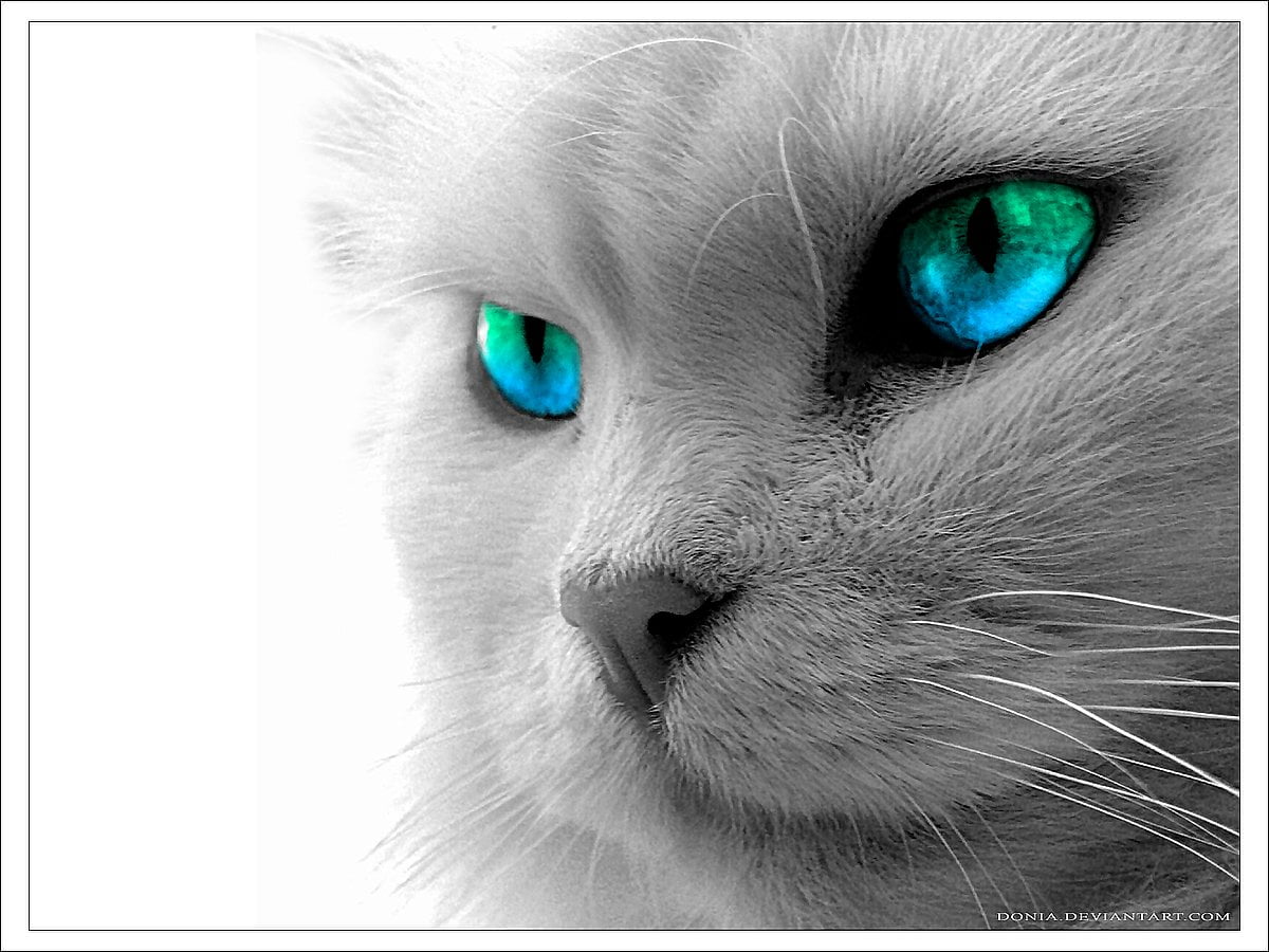 Cat with green eyes / HD screen wallpaper