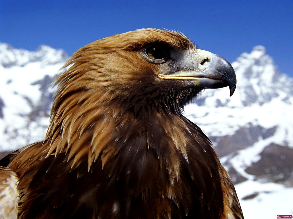 Wallpaper : bird, eagle, bird of prey, golden eagle, animals 1600x1200