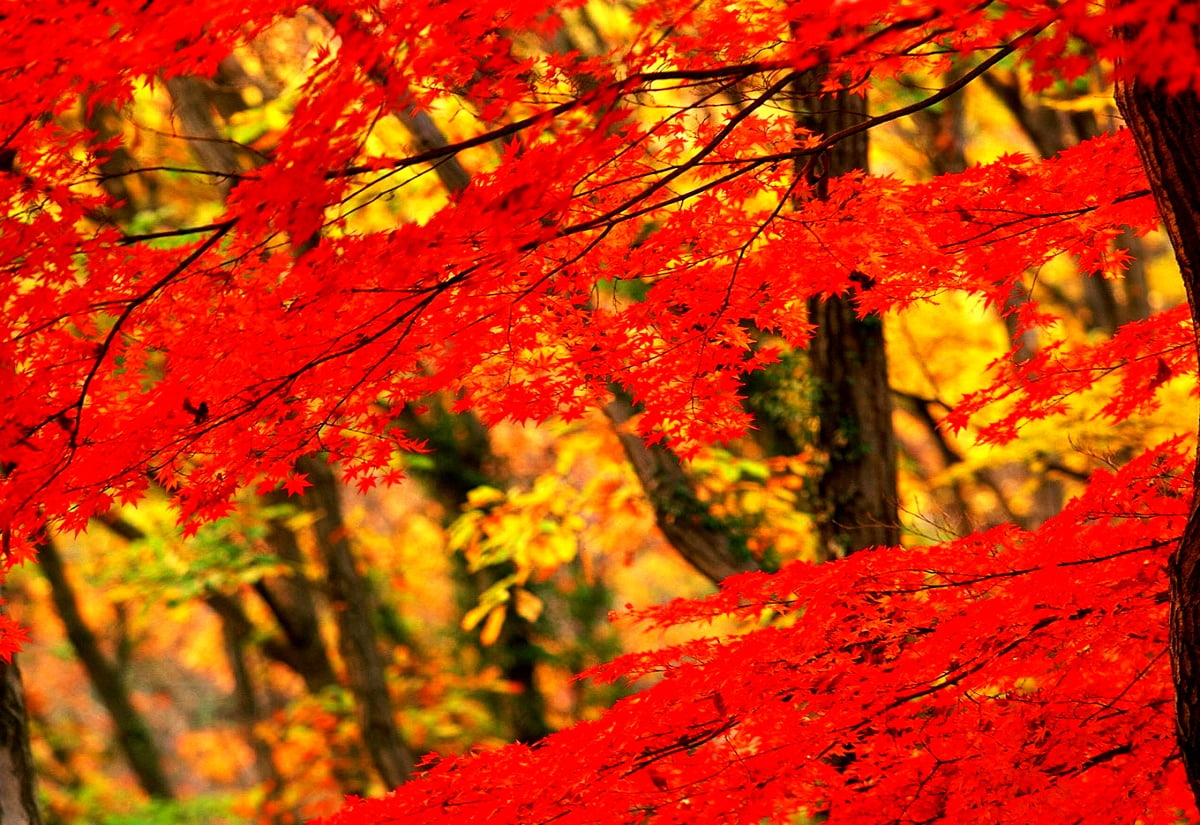 1600x1100 wallpaper : nature, red, autumn, northern hardwood forest, maple leaf (Japan)
