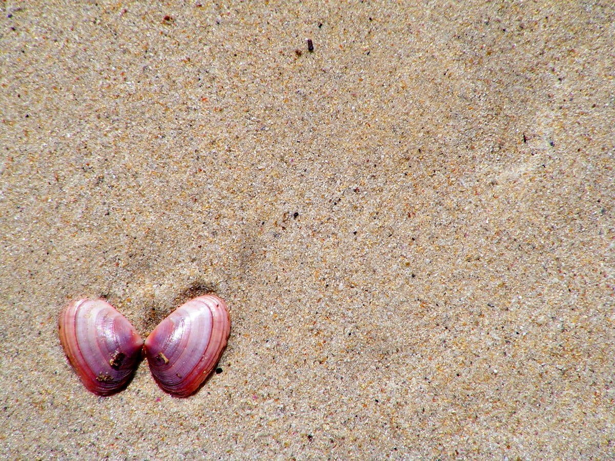 Shell, sand, pink, animals, beach - backgrounds 1600x1200