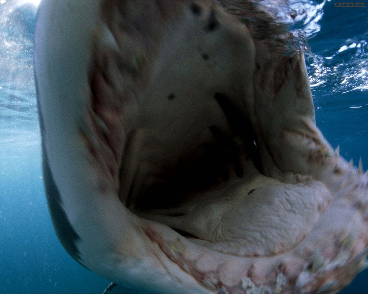 Gratuit image pour fond d'écran HD : vie océanique, Grand requin blanc, animaux, requin, requin tigre