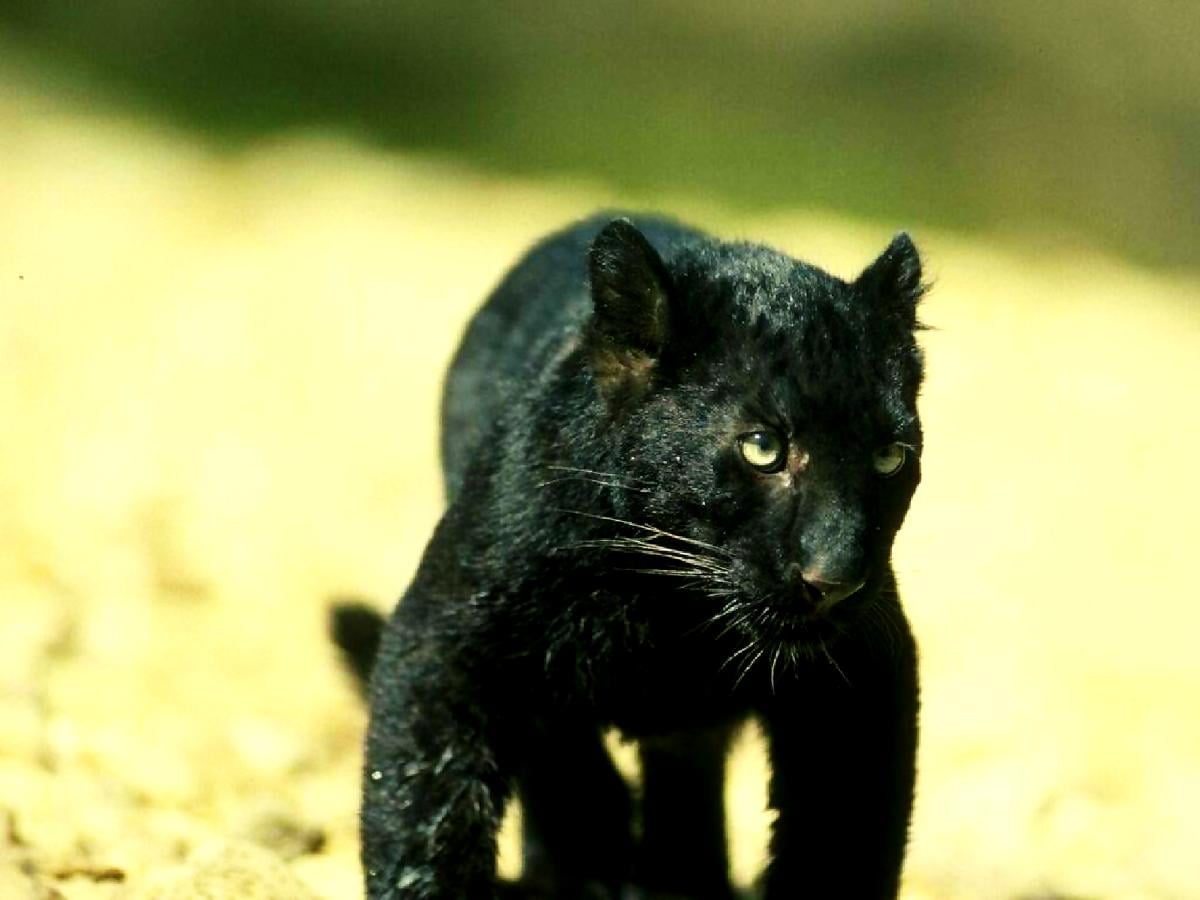 Free wallpaper HD : black cat on dirt field
