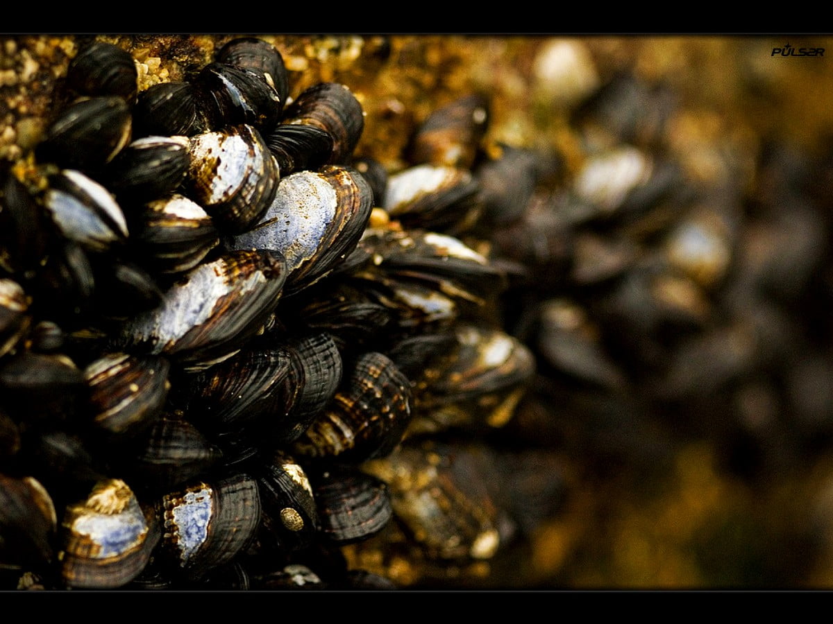Shell, animals, shellfish, mussel, molluscs / background