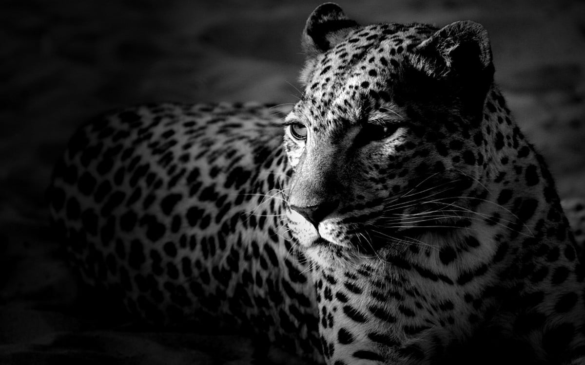 Chat sur léopard