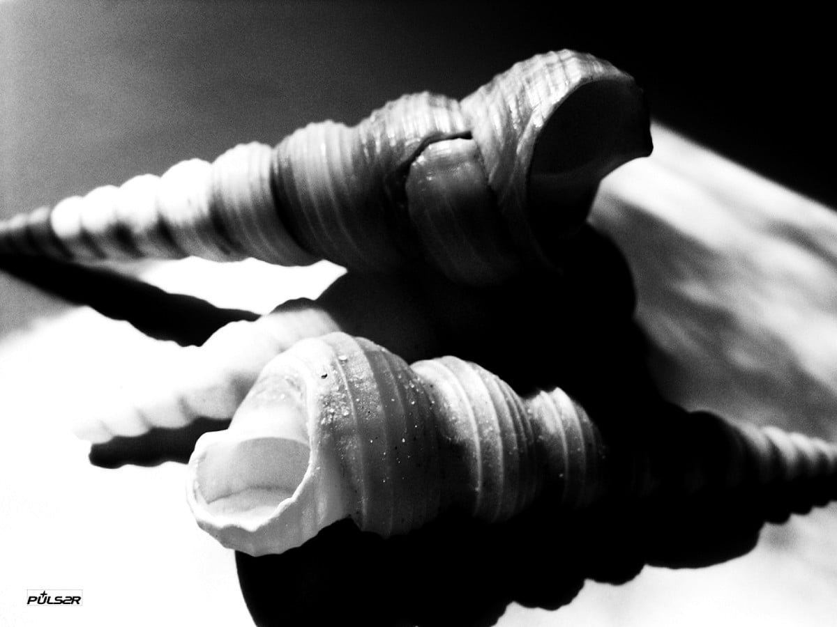 HD photo pour fond d'écran : coquille, noirs, blancs, noir et blanc, monochromes