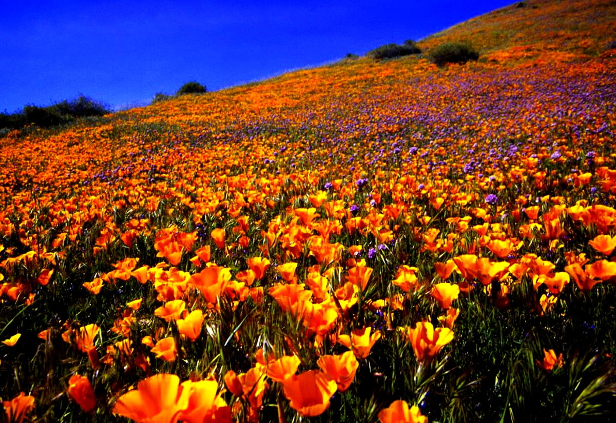 1600x1100 background image / yellow flower in field and Antelope Valley California Poppy Reserve