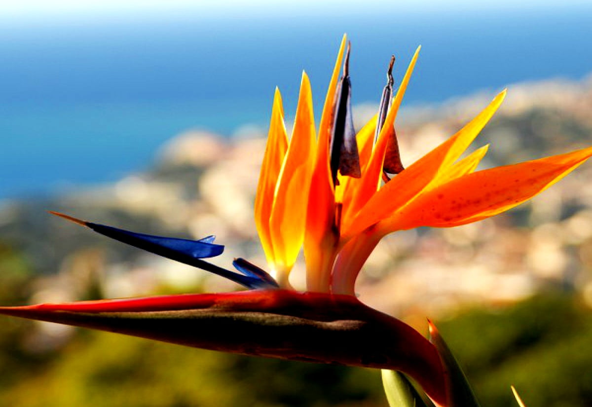 Top more than 69 bird of paradise wallpaper super hot - in.cdgdbentre