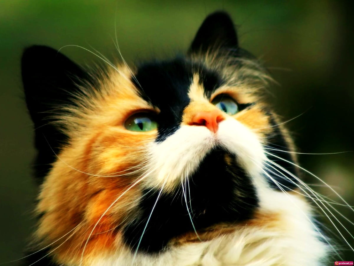 luftige-hvite-katter