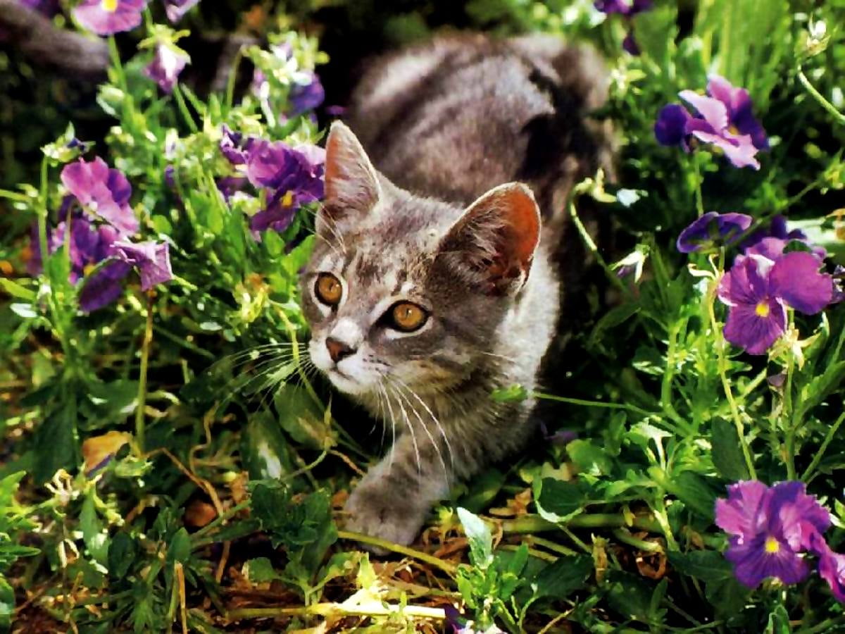 Cat sitting in garden - wallpaper