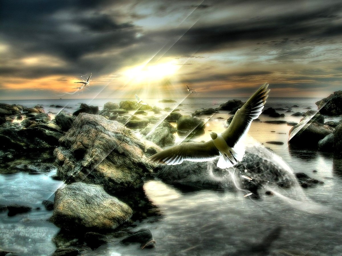 Volée d'oiseaux en mer : image de fond 1600x1200