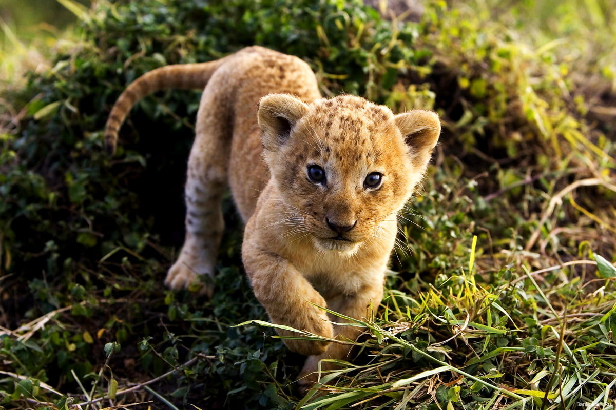 Cub Bakgrunner HD Laste Ned Bakgrunnsbilder Gratis cub-bakgrunner-hd-laste-ned-bakgrunnsbilder-gratis