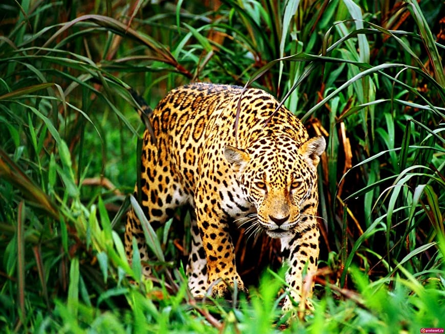 Background Wildlife, Jaguar, Animals | TOP Free pictures