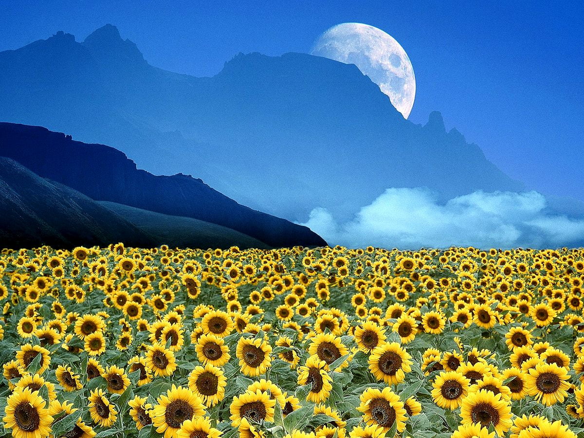Yellow flower and mountain - free wallpapers 1600x1200