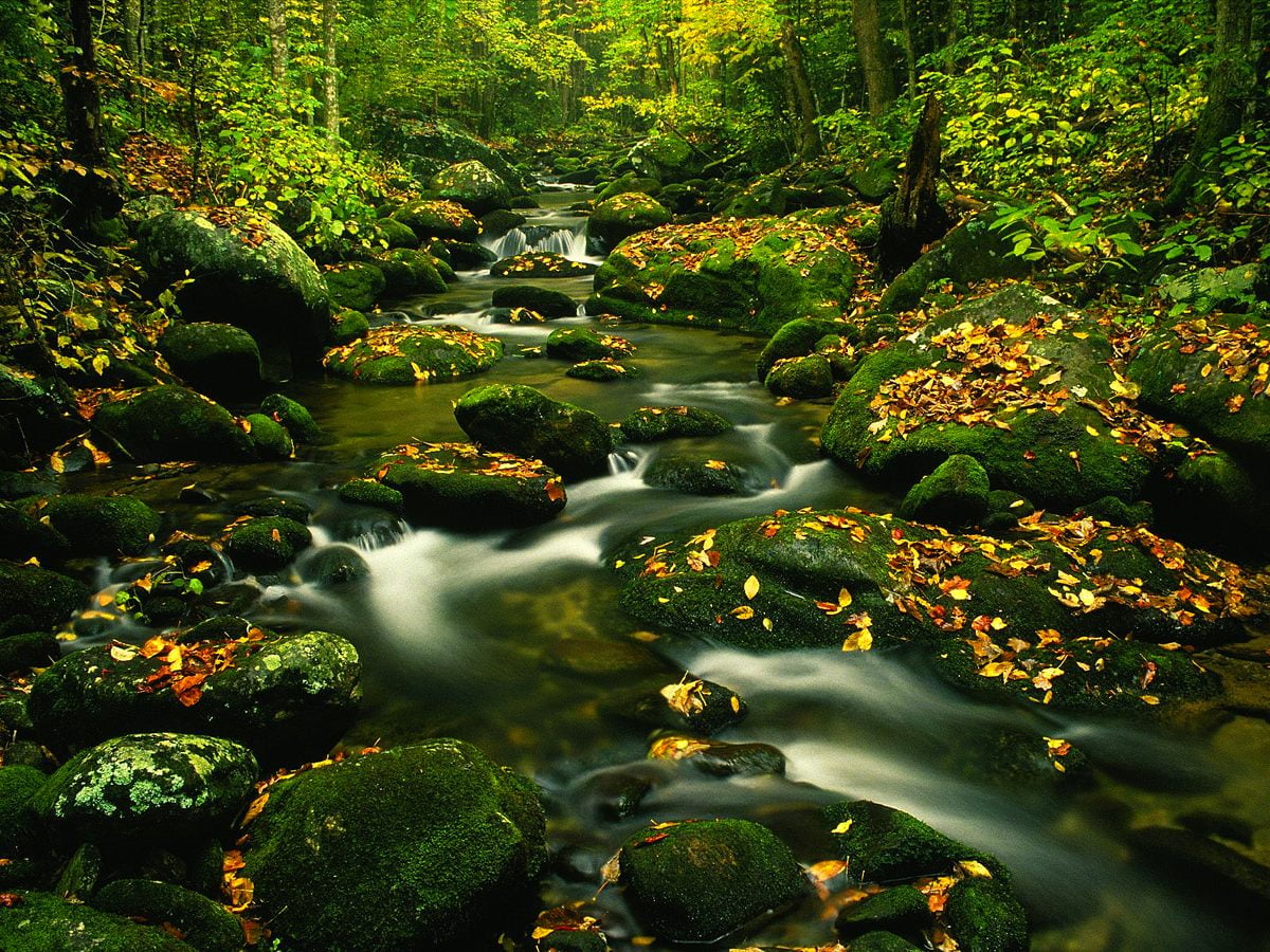 Grande cascade en forêt — gratuit image d'arrière-plan 1600x1200
