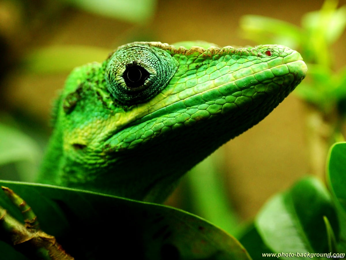 Reptile, lizard, european green lizard, animals, iguana - wallpaper