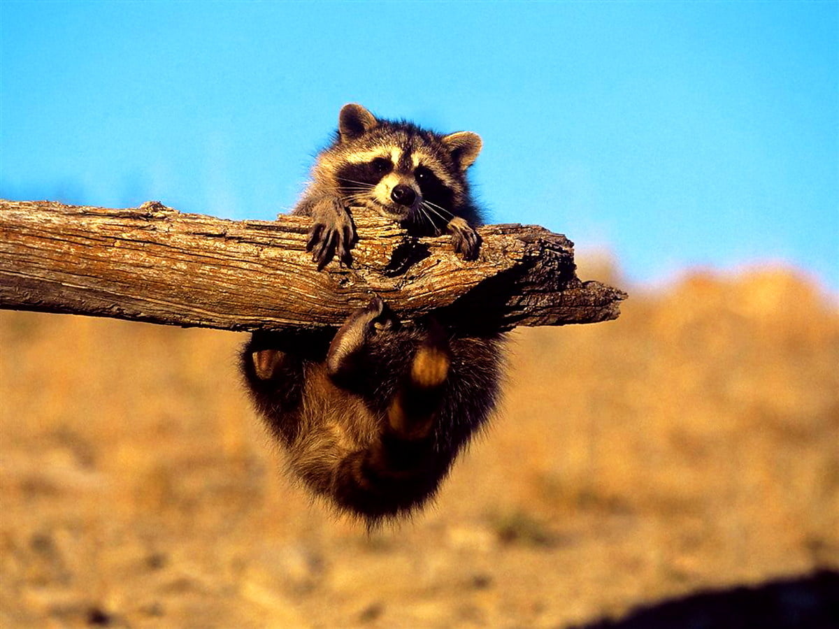 Raccoon, animals, wildlife : free background 1600x1200