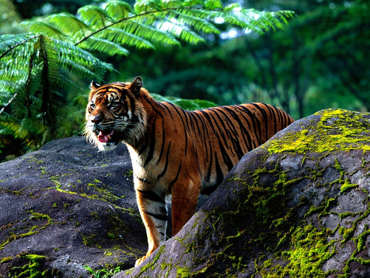 100-fonds-d-cran-tigre-hd-t-l-charger-gratuitement