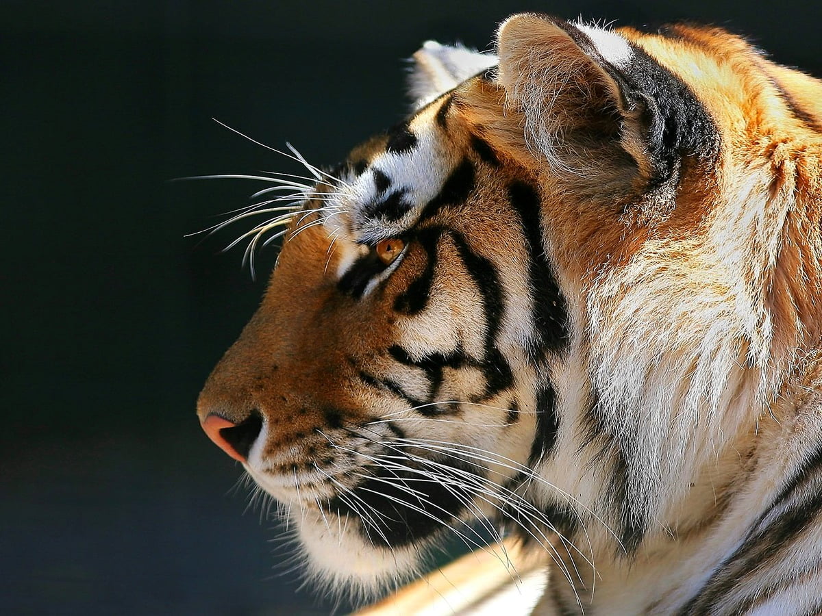 Tigre, Vie sauvage, tigre du Bengale, Tigre de Sibérie, animaux — photo pour fond d'écran