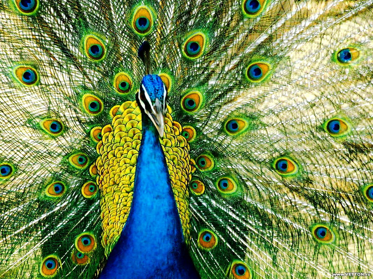 Paon, plume, oiseau, animaux, colorés — photo pour fond d'écran