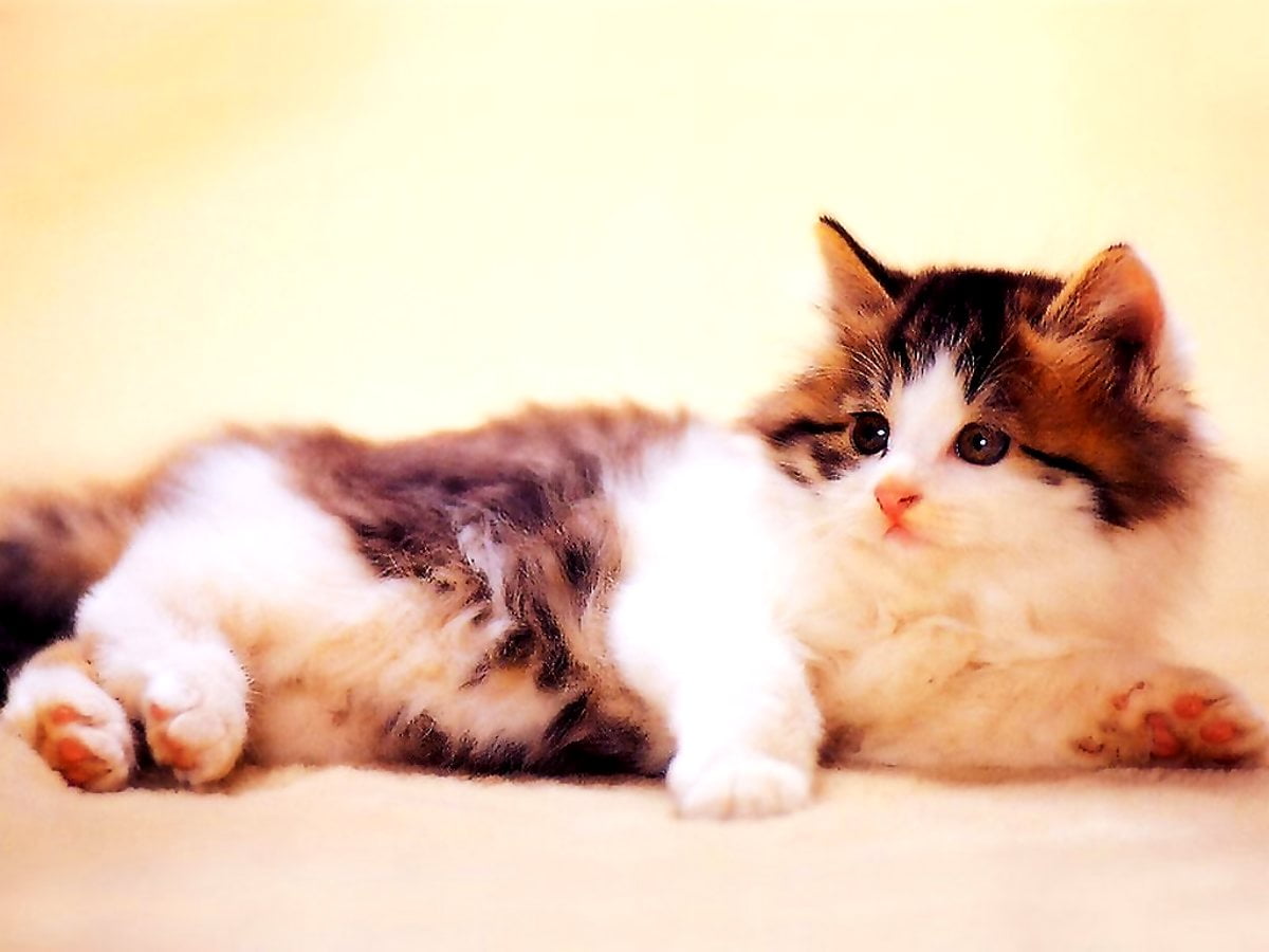 bakgrunnsbilde-katter-kattunger-dyr-topp-gratis-bakgrunnsbilder