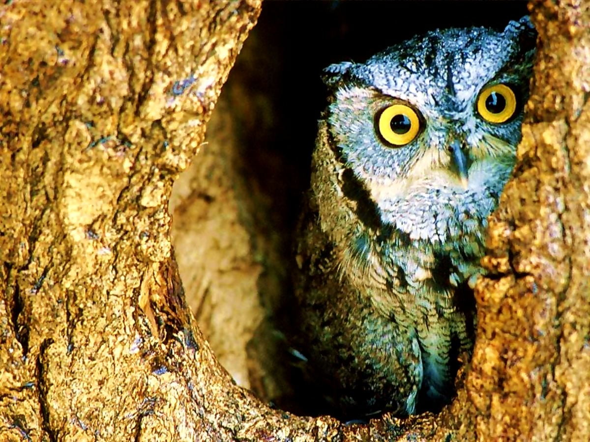 20+ Fonds d'écran Petitduc des montagnes HD Télécharger Gratuitement