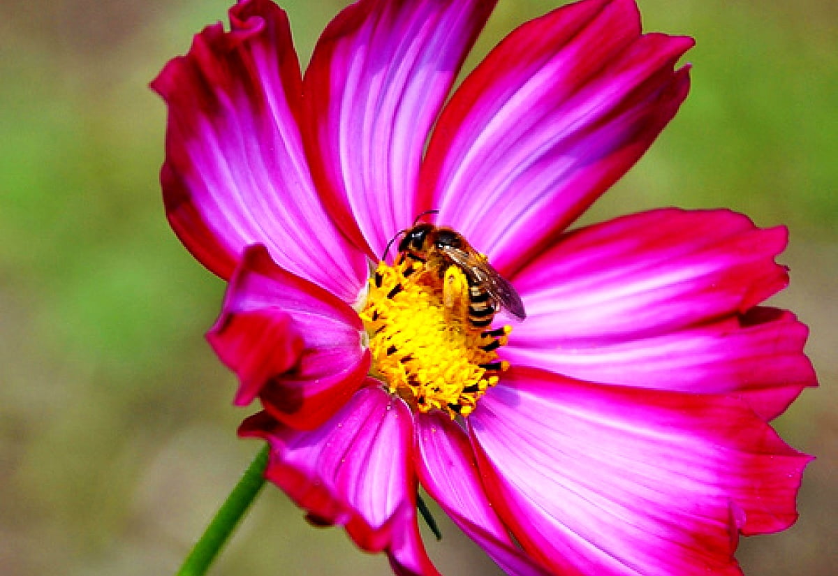 1600x1100 background — flowers, bee, petal, pink, insects