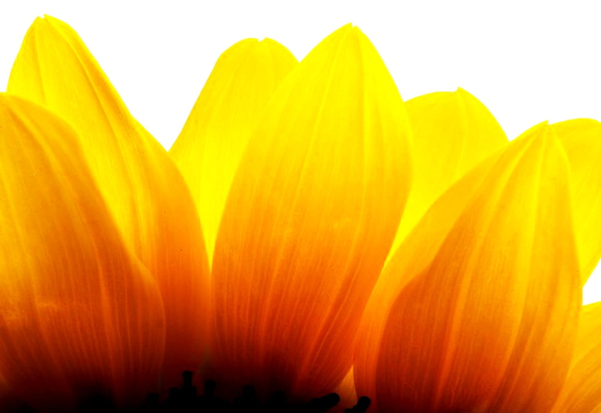 Fleur jaune : gratuit HD images d'arrière-plan
