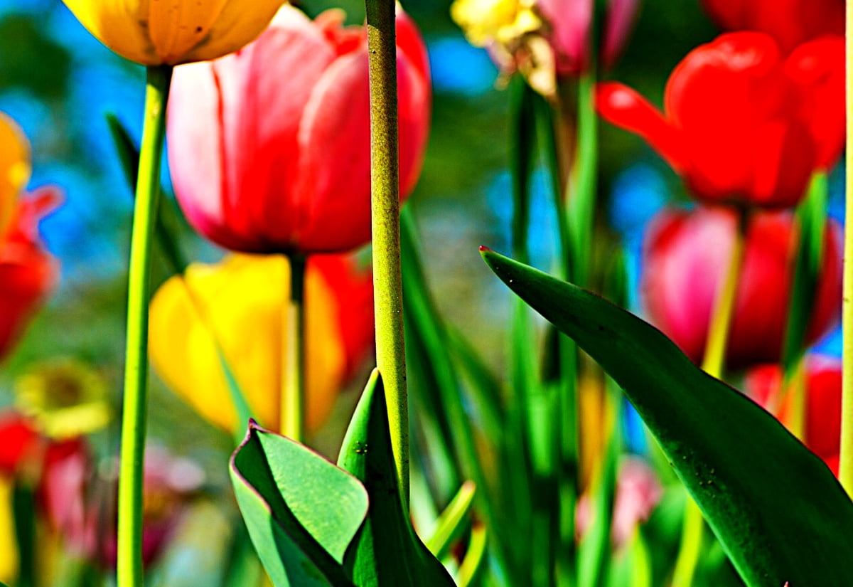 Fleurs, tulipe, mosaïque de fleurs, pétale, Tulipa humilis - fond d'écran