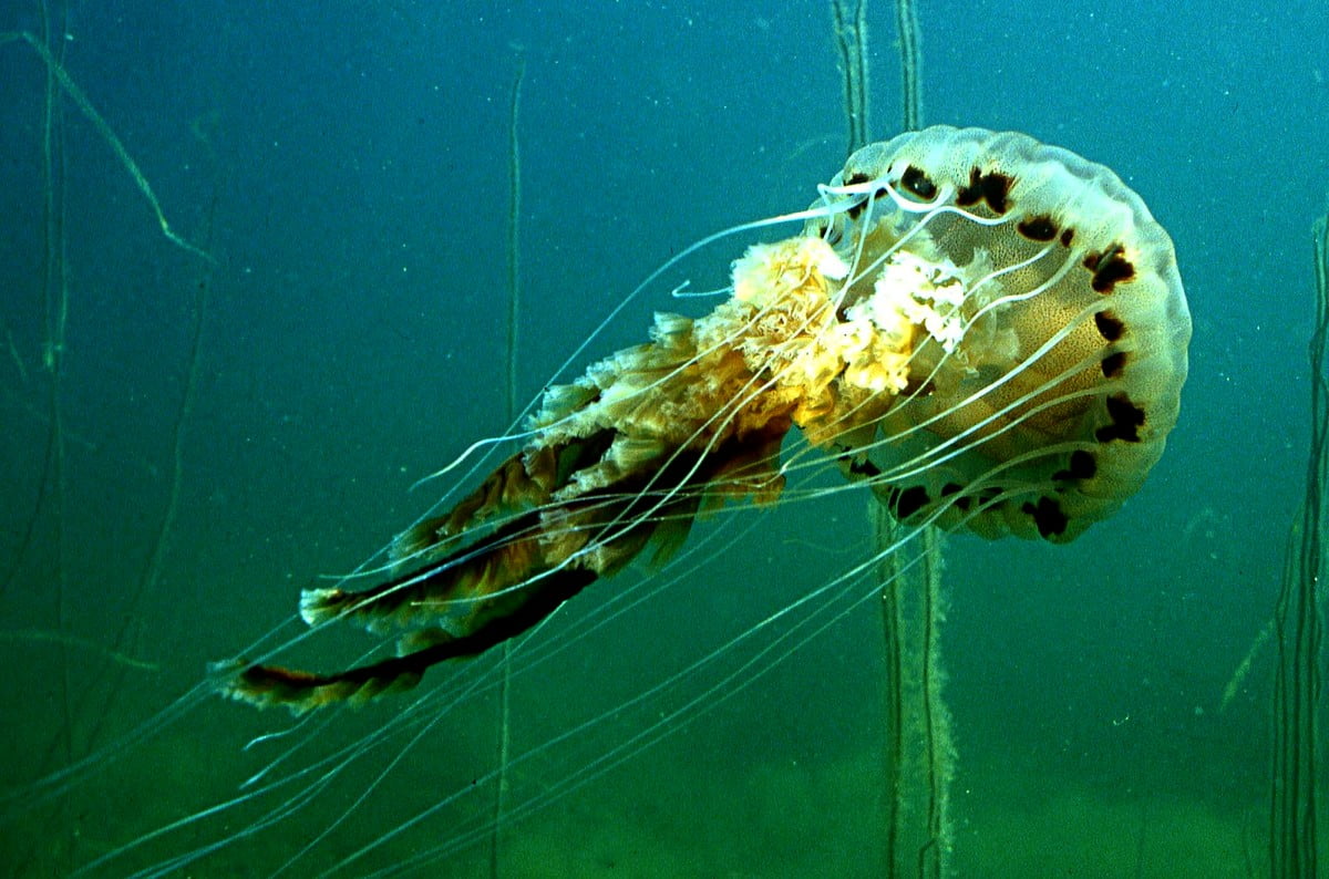 Image Méduse, Animaux, Aquarium | Télécharger TOP images de fond