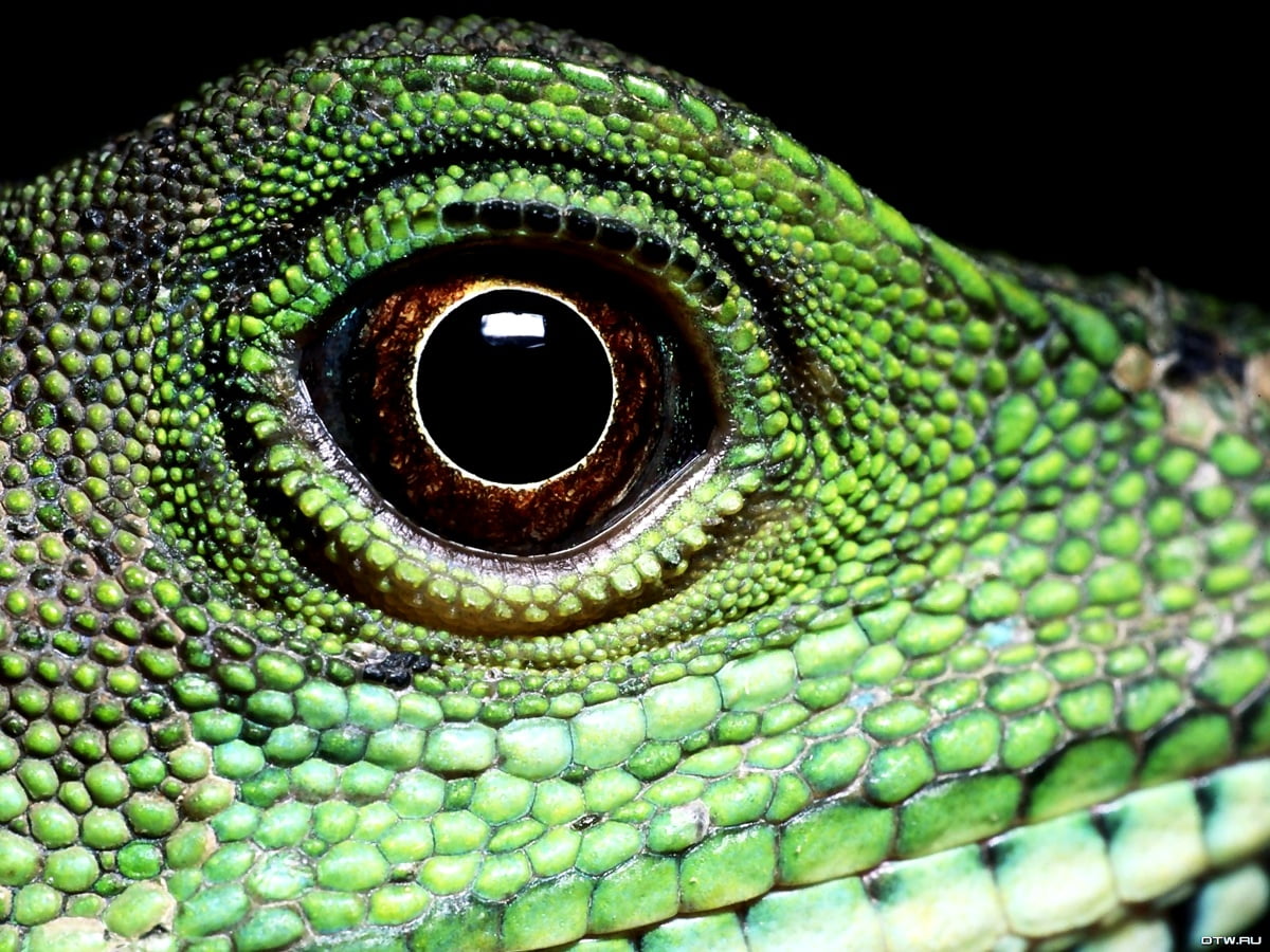 Reptile, lizard, iguana, green iguana, european green lizard - wallpaper