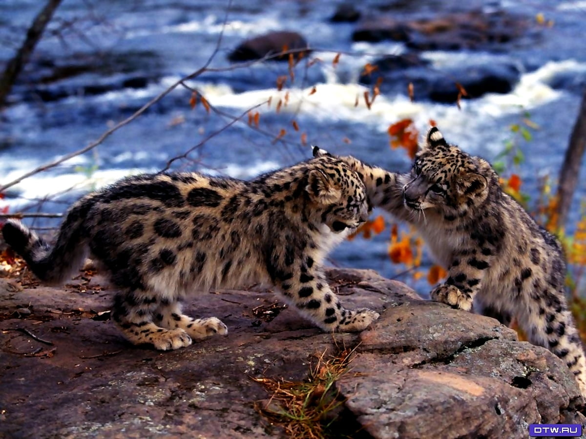 Big Cats Wildlife Animals Wallpaper Download Best Free Pictures