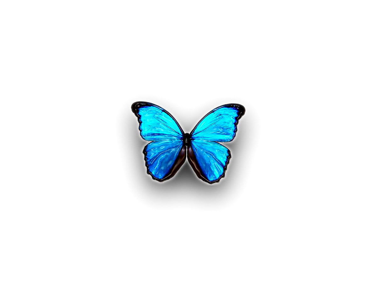 Graphisme, Graphiques 3D, art numérique, papillon, insectes - photo pour fond d'écran 1280x1024